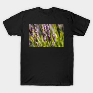 Bumblebee on lavender T-Shirt